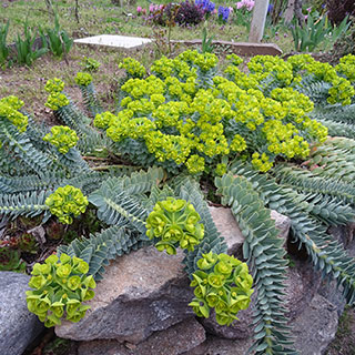 Spurge, Corsican